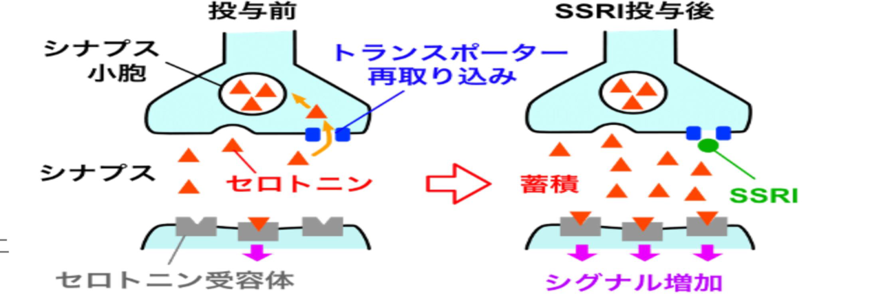 覚せい剤の作用