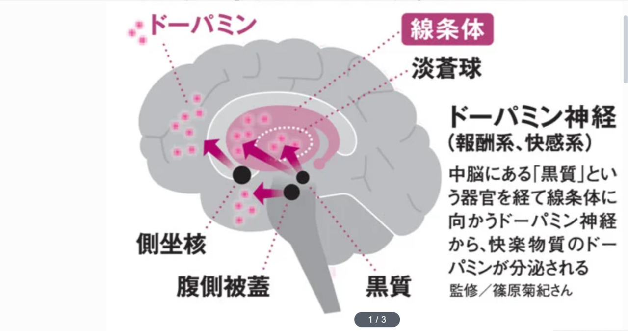 報酬系